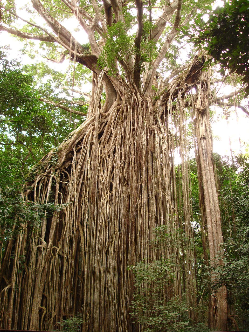 Description: "Curtain Fig Tree" in the Table Lands of Queenslan…