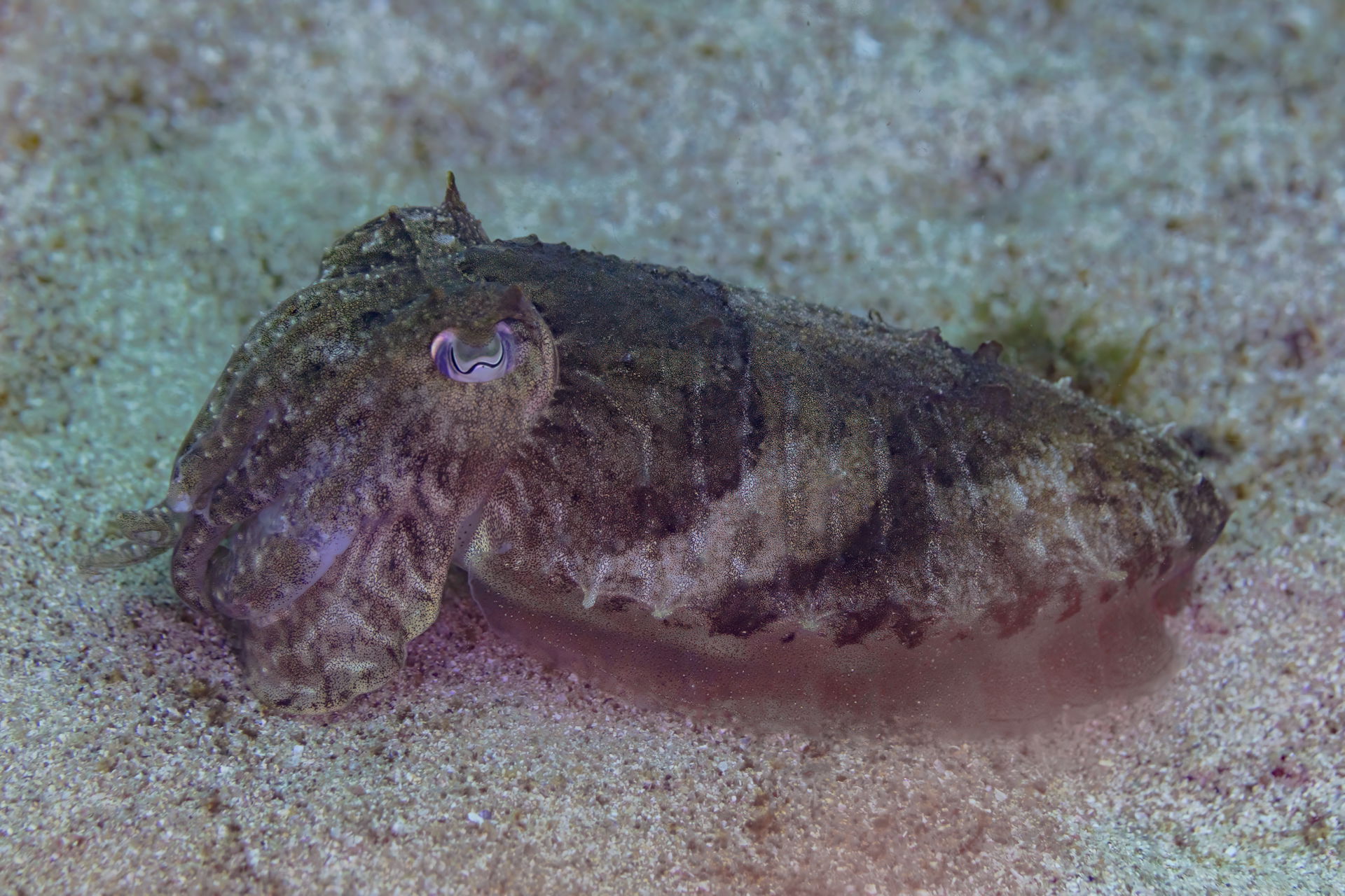 Common cuttlefish (Sepia officinalis), Arrábida National Park, …