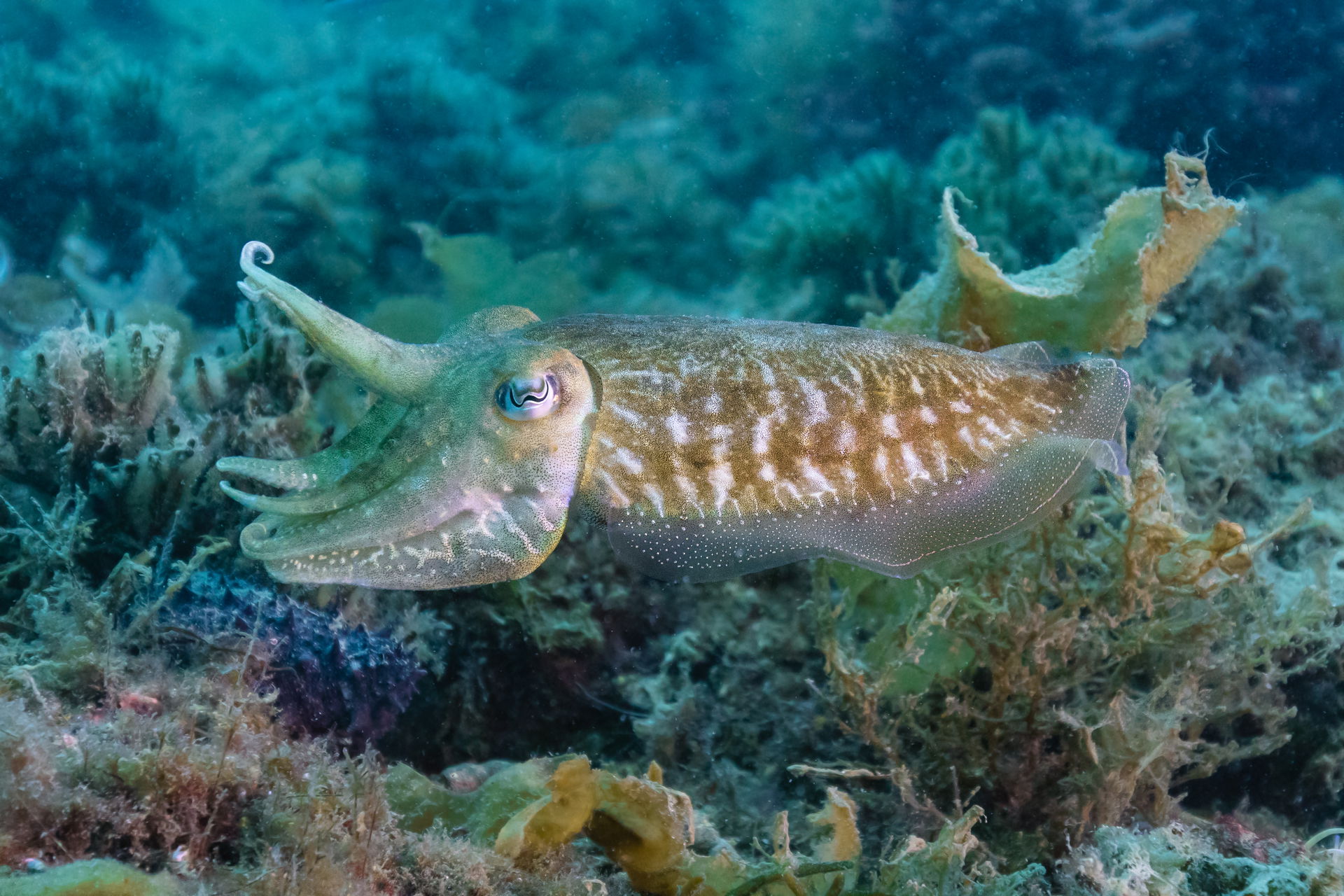 Common cuttlefish (Sepia officinalis), Arrábida National Park, …