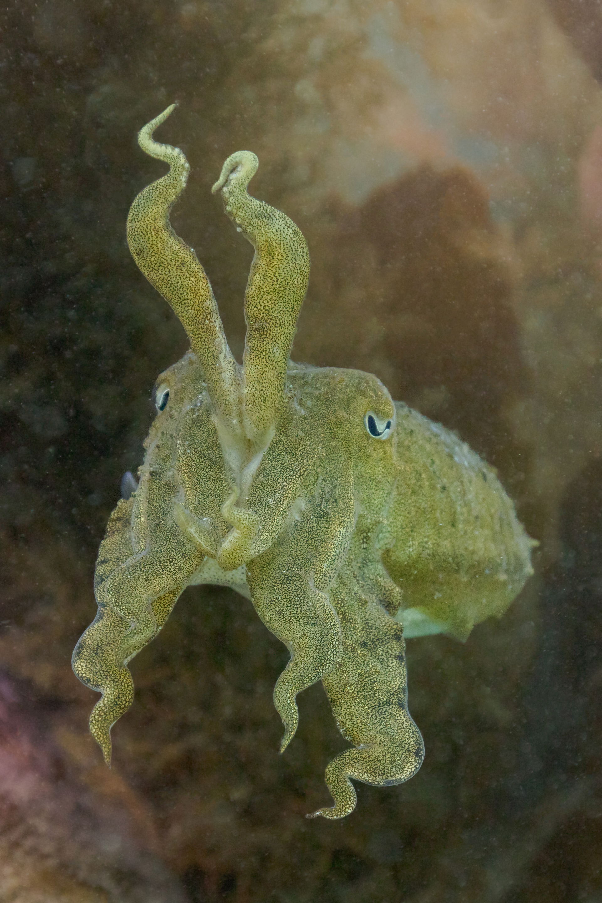 Common cuttlefish (Sepia officinalis), Arrábida National Park, …
