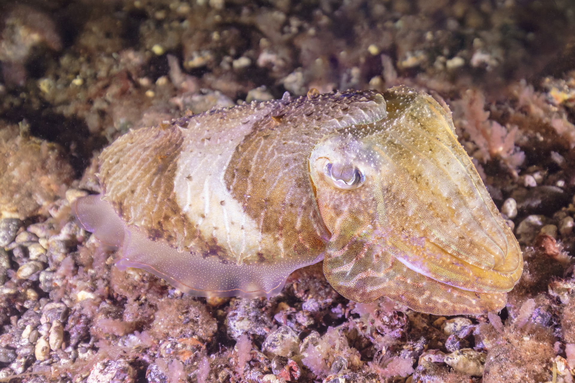 Common cuttlefish (Sepia officinalis), Teno-Rasca marine strip,…
