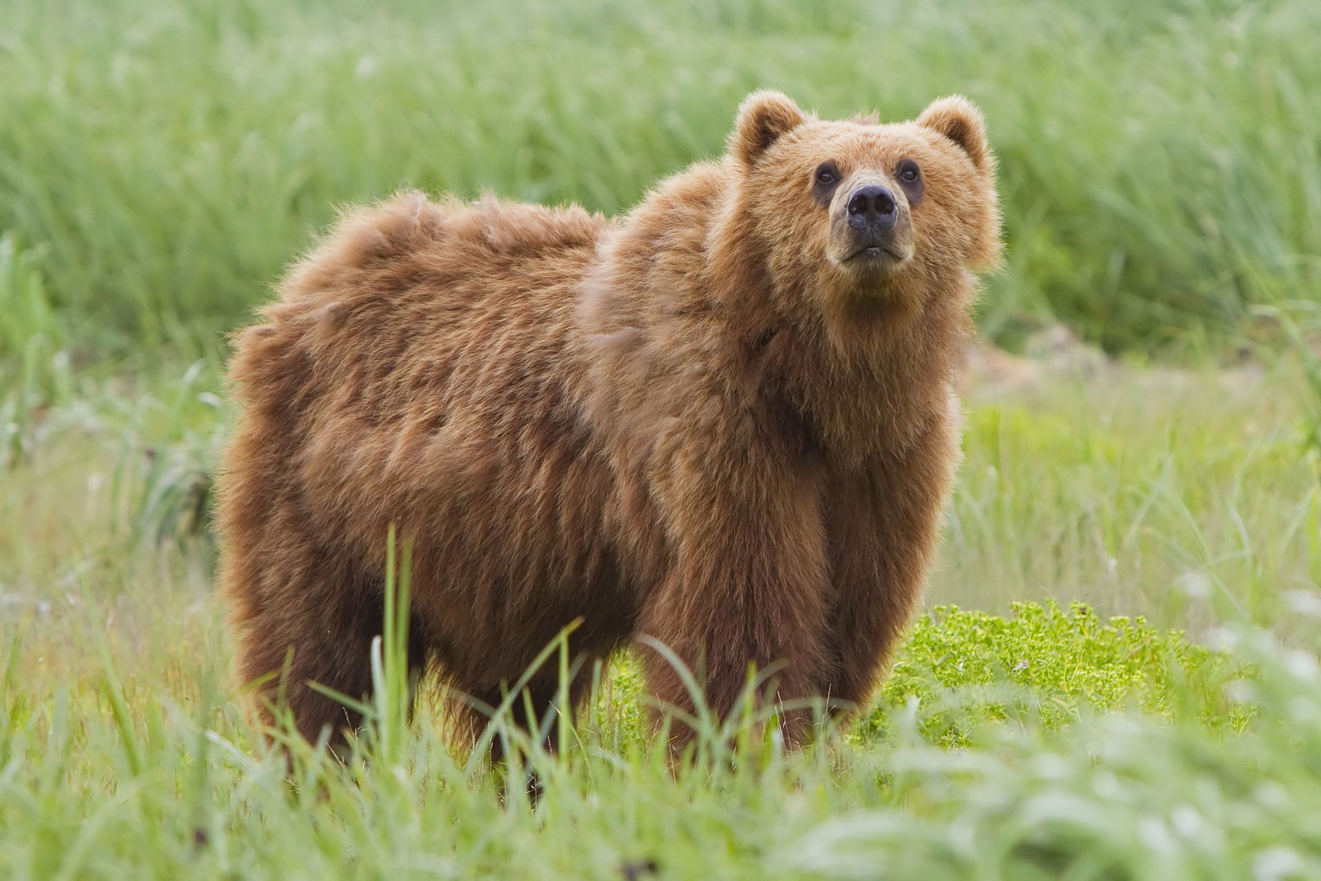 Kodiak Bear (Ursus arctos middendorffi) in Kodiak National Wild…