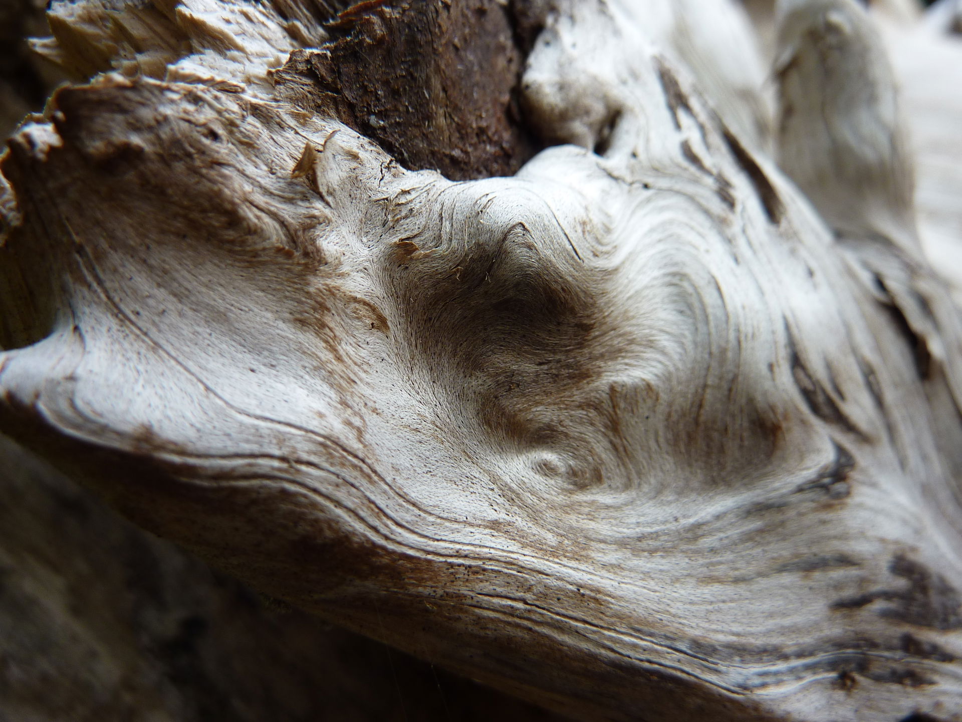 Gnarly tree trunk, Stowe VT 02