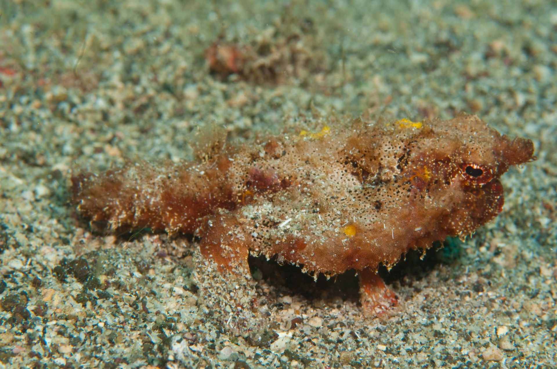 Roughback batfish (Ogcocephalus parvus), photo from Calliaqua, …