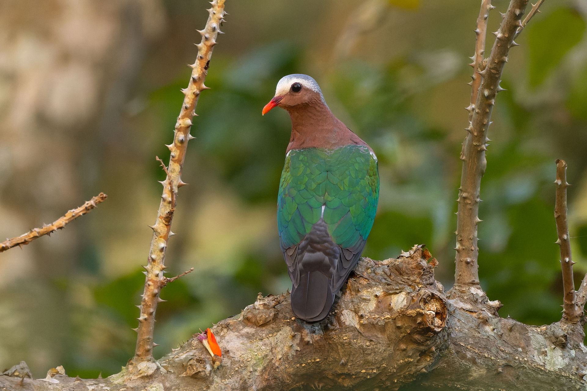 Chalcophaps indica (Asian Emerald Dove) in Kuldiha Wildlife San…