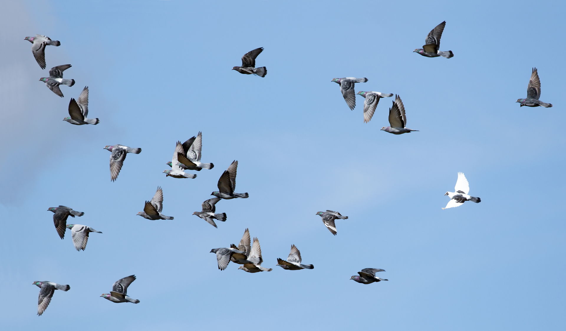 Name
Columba livia
Family
Columbidae