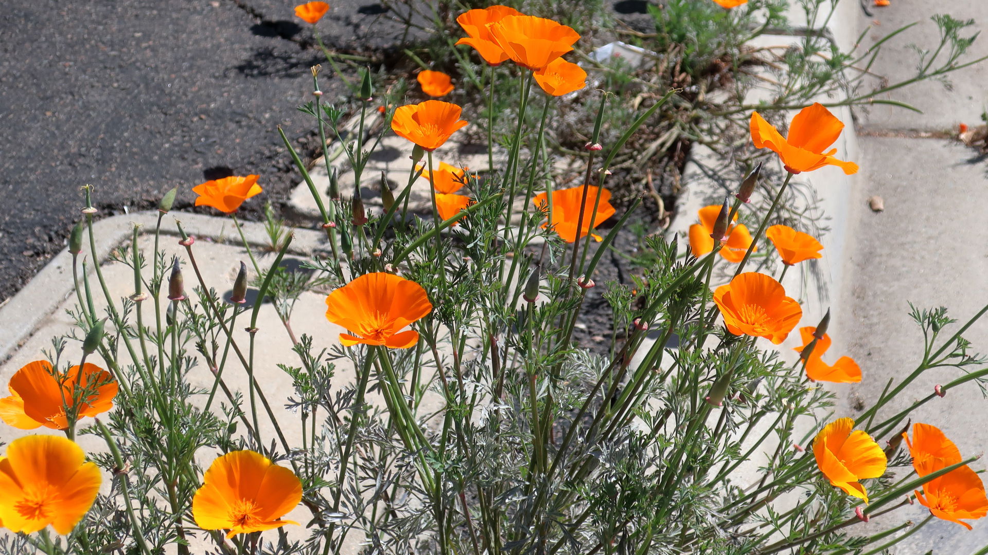 Some random snaps around and about Fallbrook, CA. The common pl…