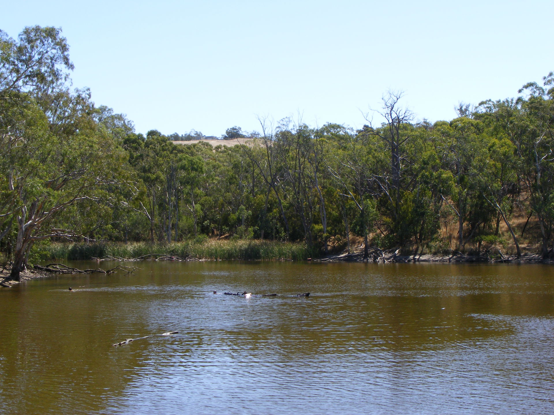 The Railway Dam, Totness recreation park, South Australia (look…