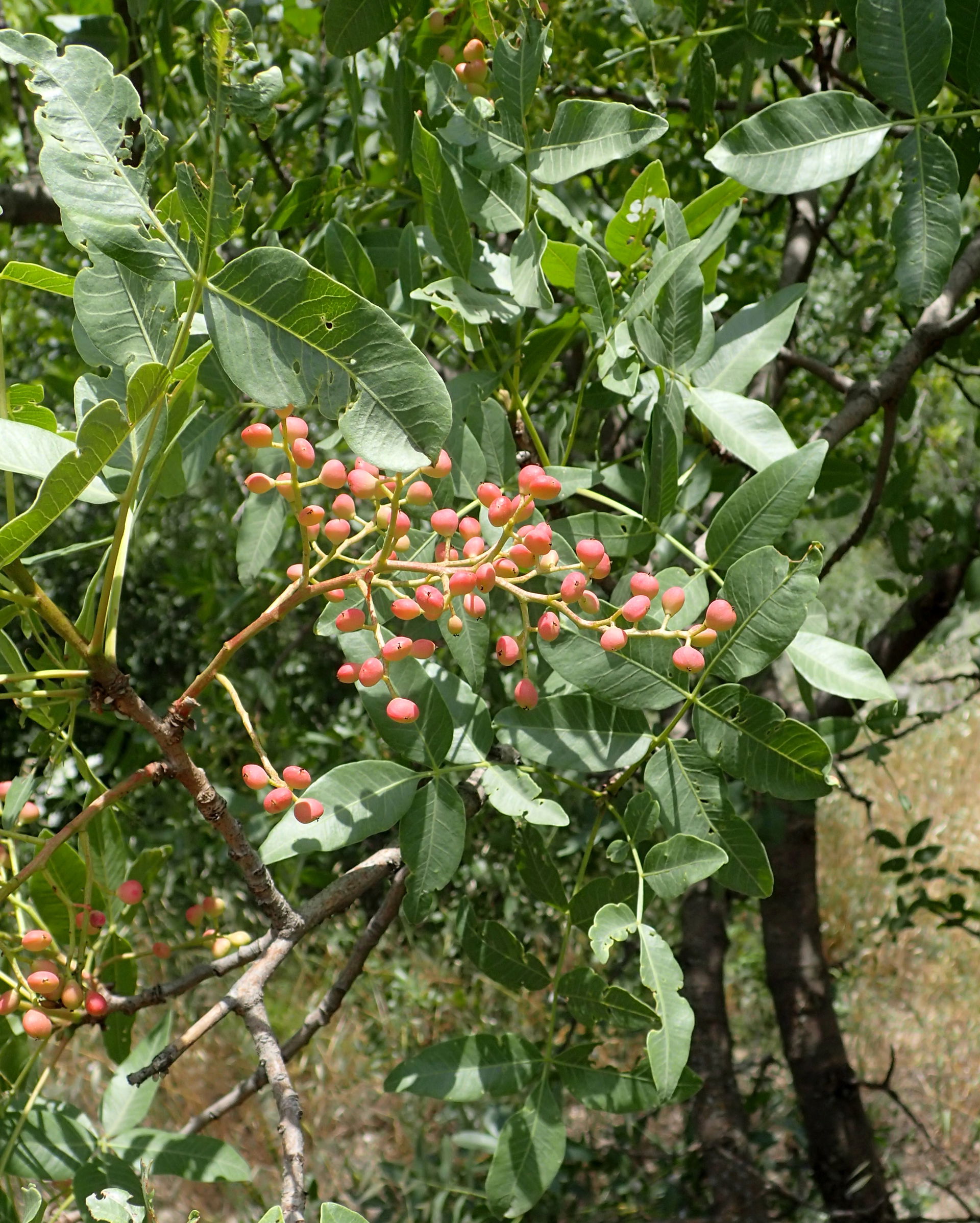 Pistacia atlantica in Karahunj, Armenia