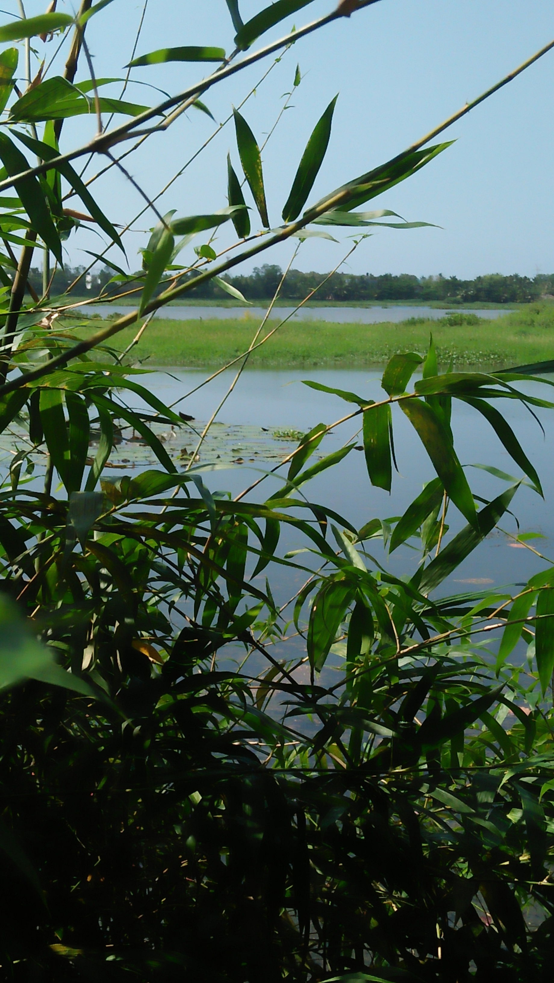 Bolgoda River is in Sri Lanka 
this image was captured through …