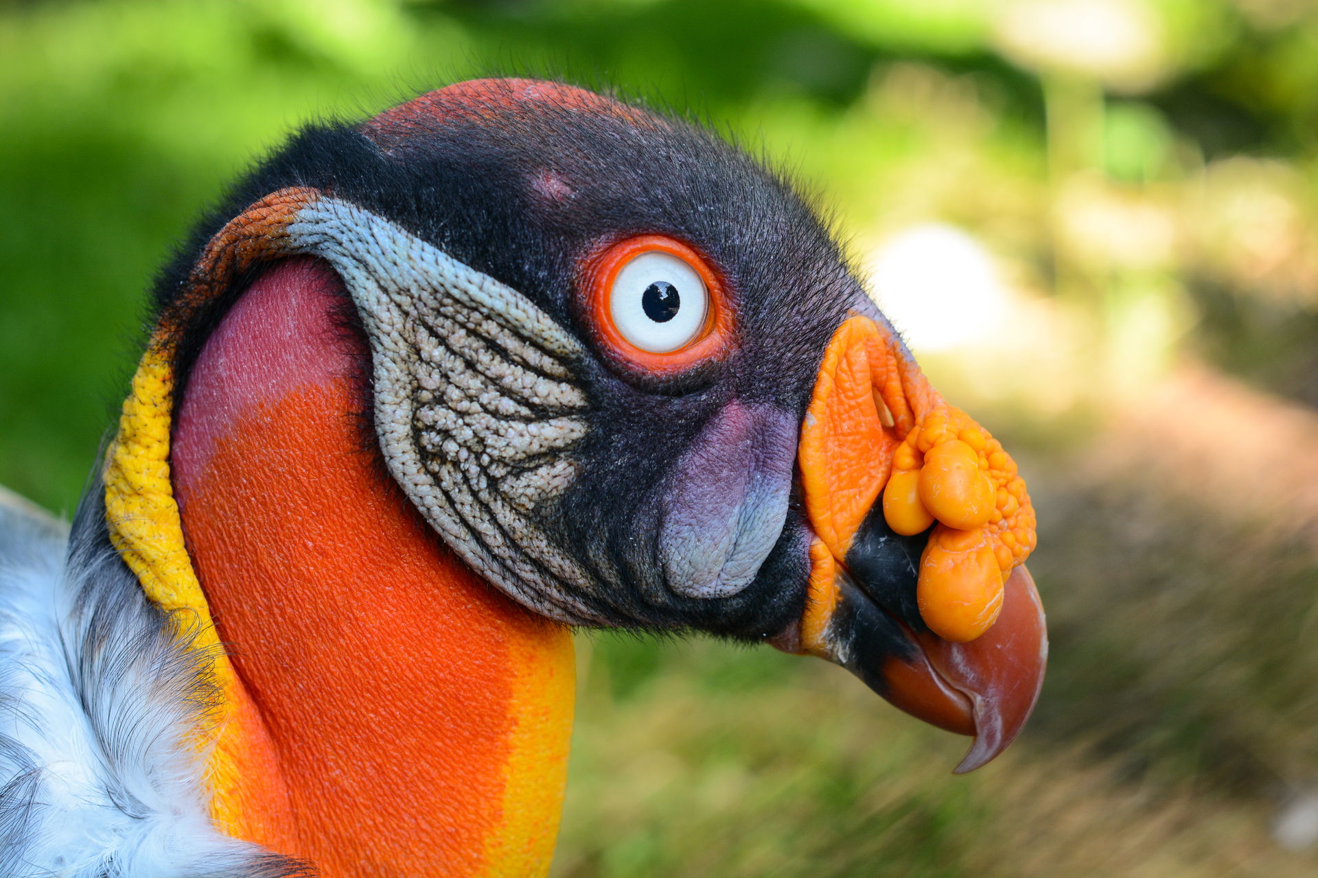 King Vulture (Sarcoramphus papa) at Weltvogelpark Walsrode (Wal…
