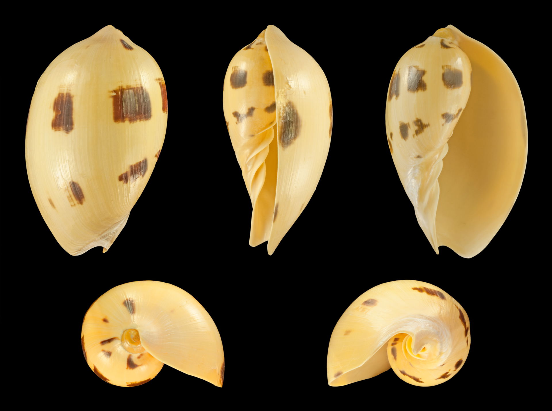 Melo melo (Lightfoot, 1786), Indian volute; length 12.4 cm; Ori…