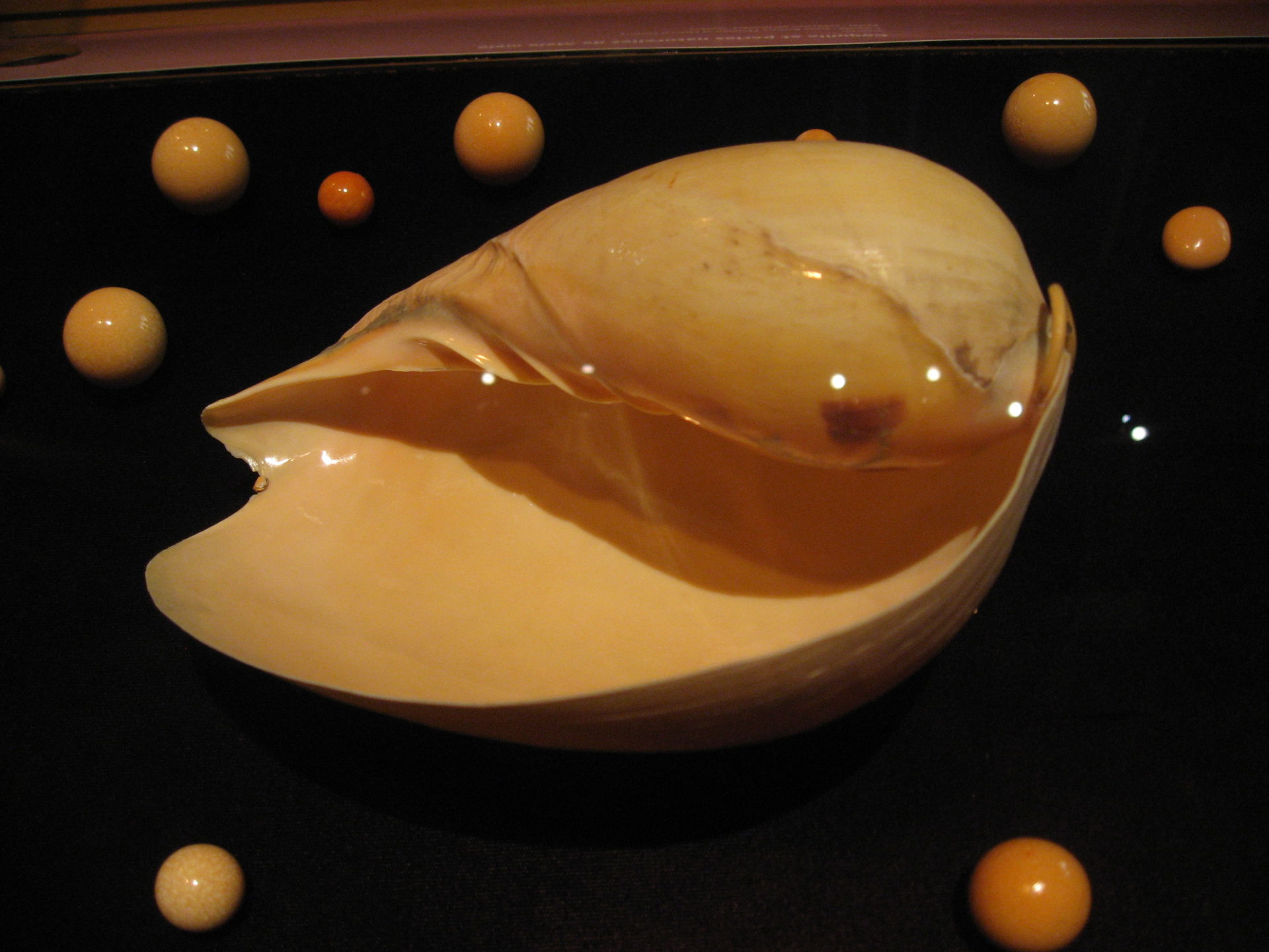 Melo melo with its pearls in Exposition temporaire: Perles