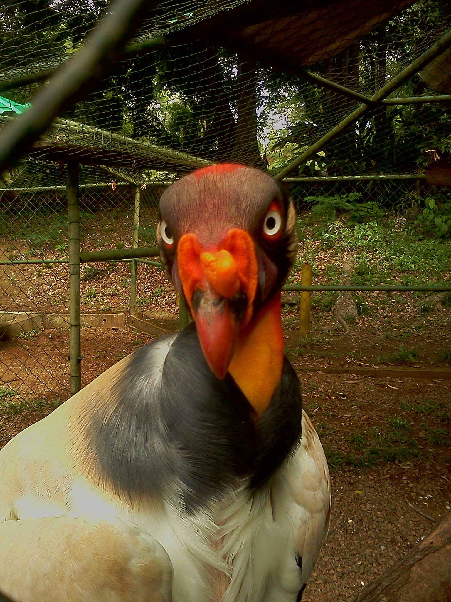 Parque Cachamay