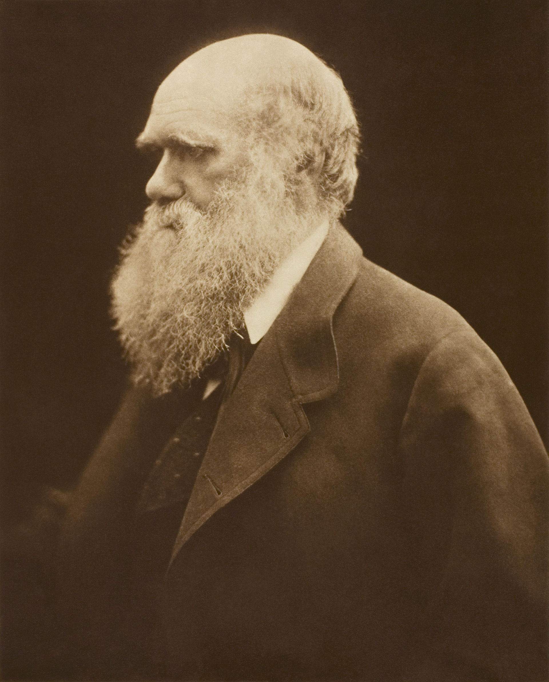 Carbon print of a photograph of Charles Darwin.  

Image/paper:…