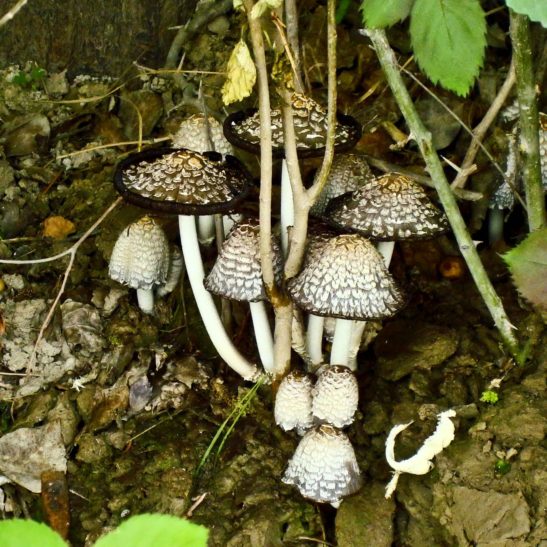 Found this Mashroom family under a huge tree at Bannu