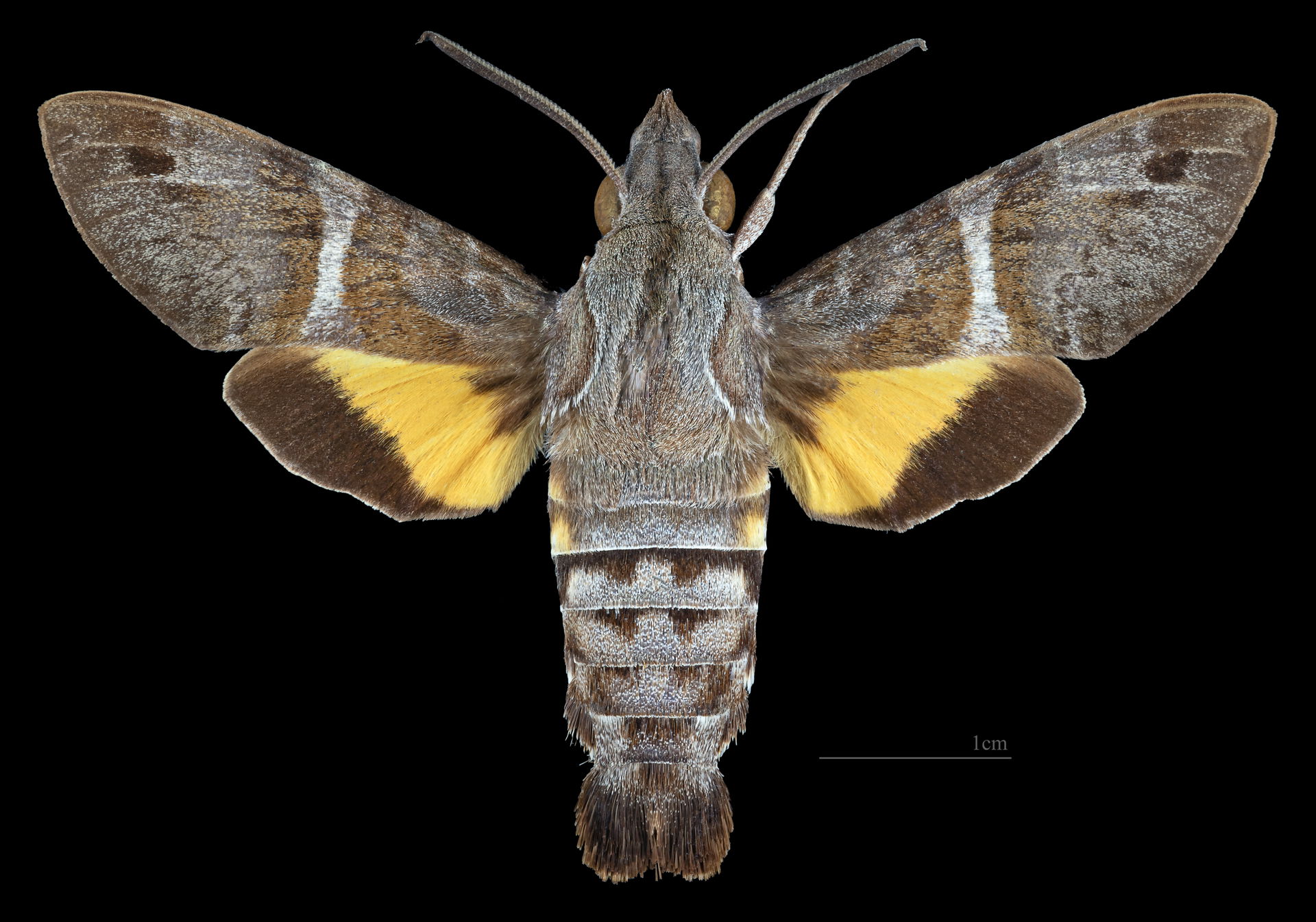 Macroglossum hirundo - Dorsal side
Collection of the Mathematic…