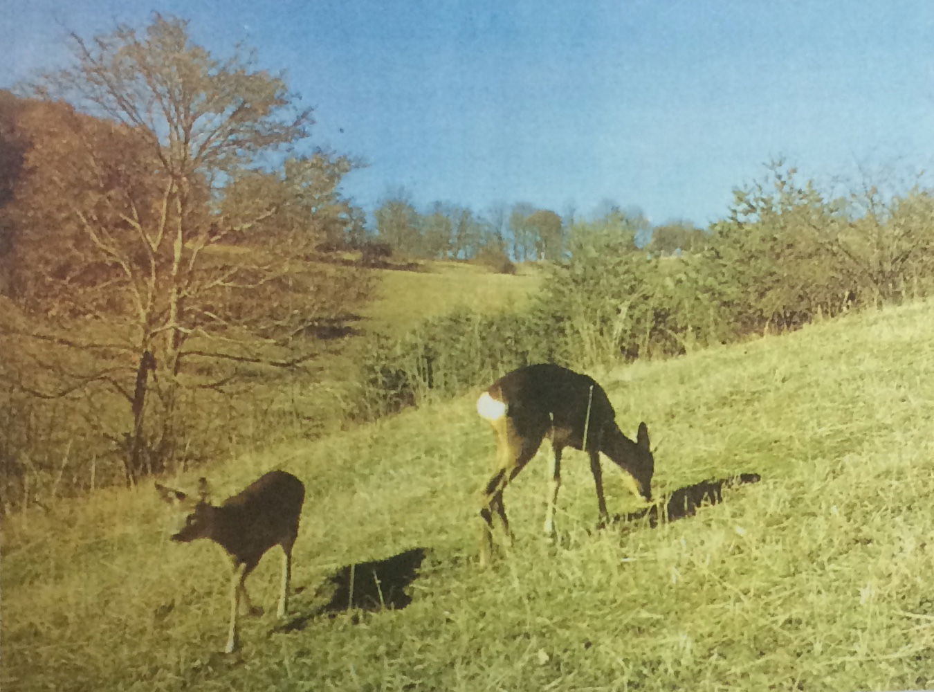It was established on an area of 11,035 hectares (110.35 km2) i…