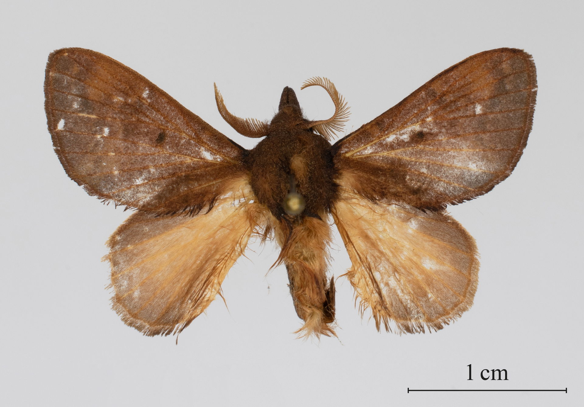 Holotype male of Rhynchobombyx julianjameseaton, DRC, Kasaï Pro…