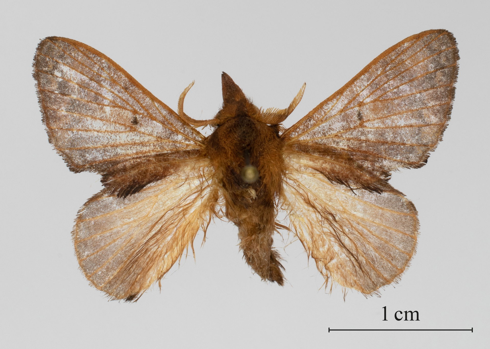 Holotype male of Rhynchobombyx nicolasroberteaton, DRC, Kasaï P…