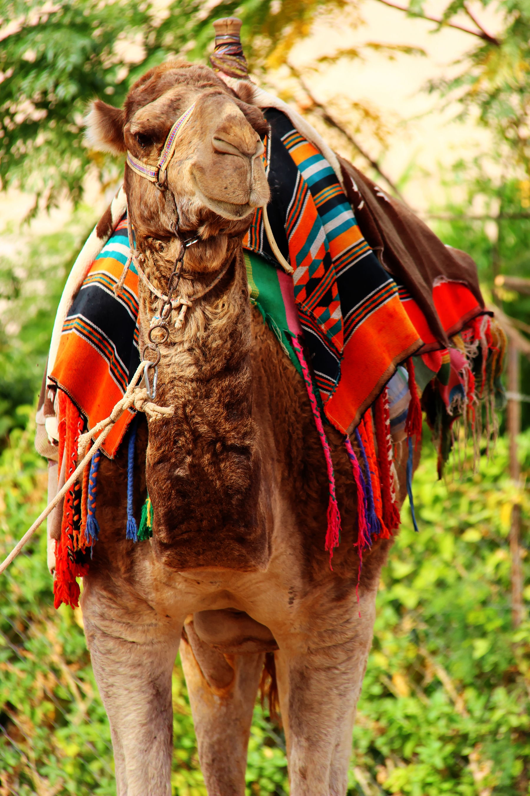 Camel in Jericho, Palestine.