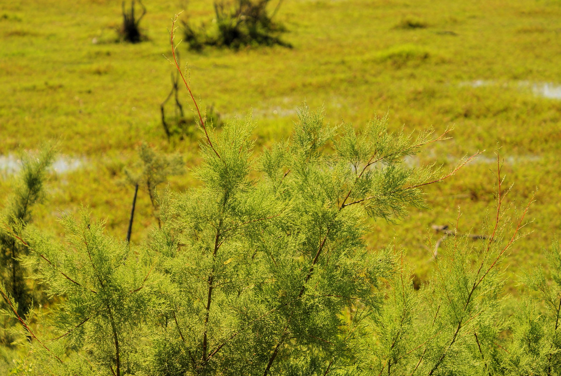 Small Tamarisk (Tamarix sp.)