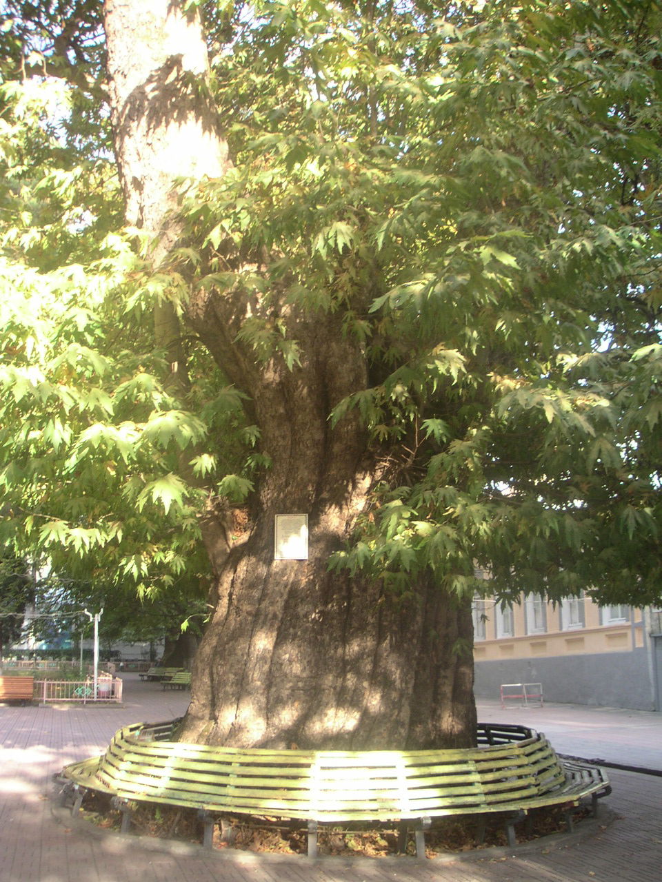 A plane tree in a public park below the ruined fortress in Zaqa…