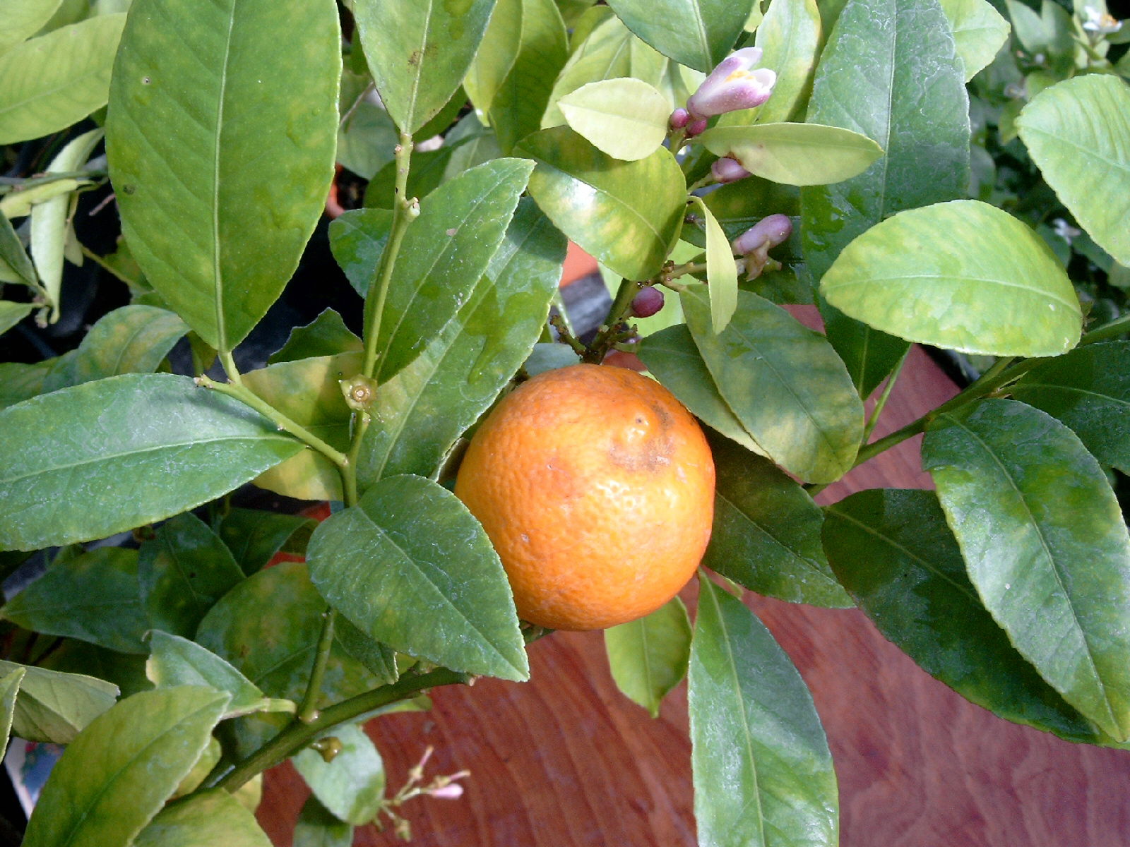 Citrus x limonia, the Rangpur Lime.