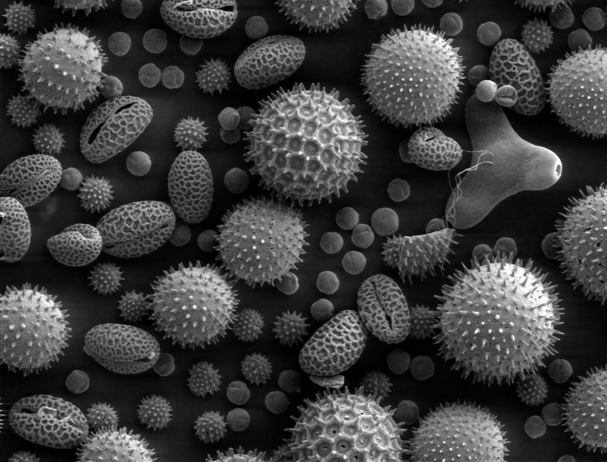 Pollen from a variety of common plants: sunflower (Helianthus a…
