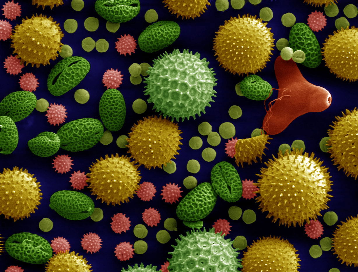Pollen from a variety of common plants: sunflower (Helianthus a…
