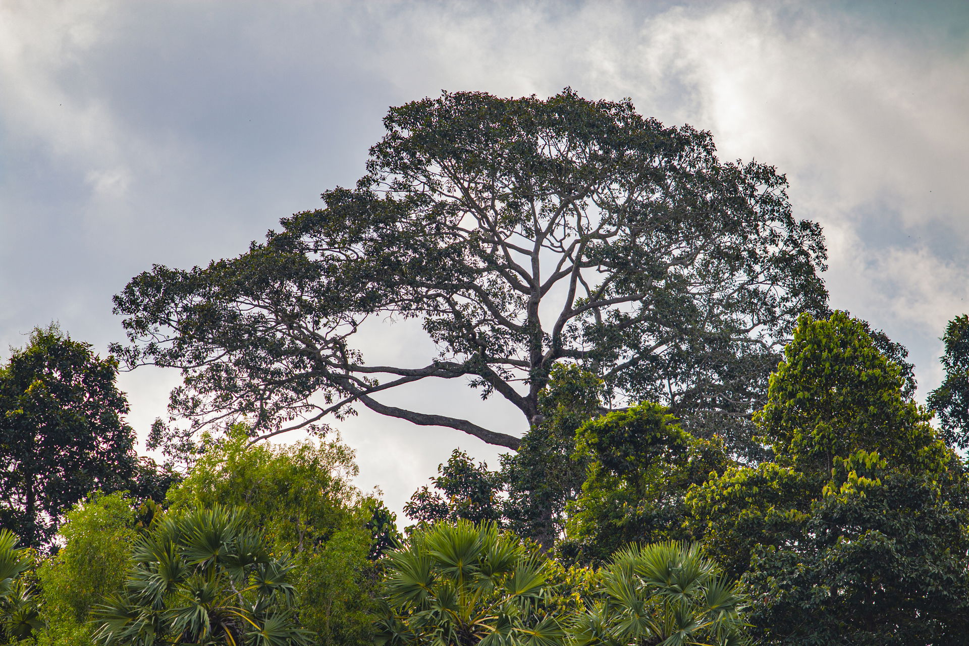 One of the biggest and oldest trees in Prey Veng Province