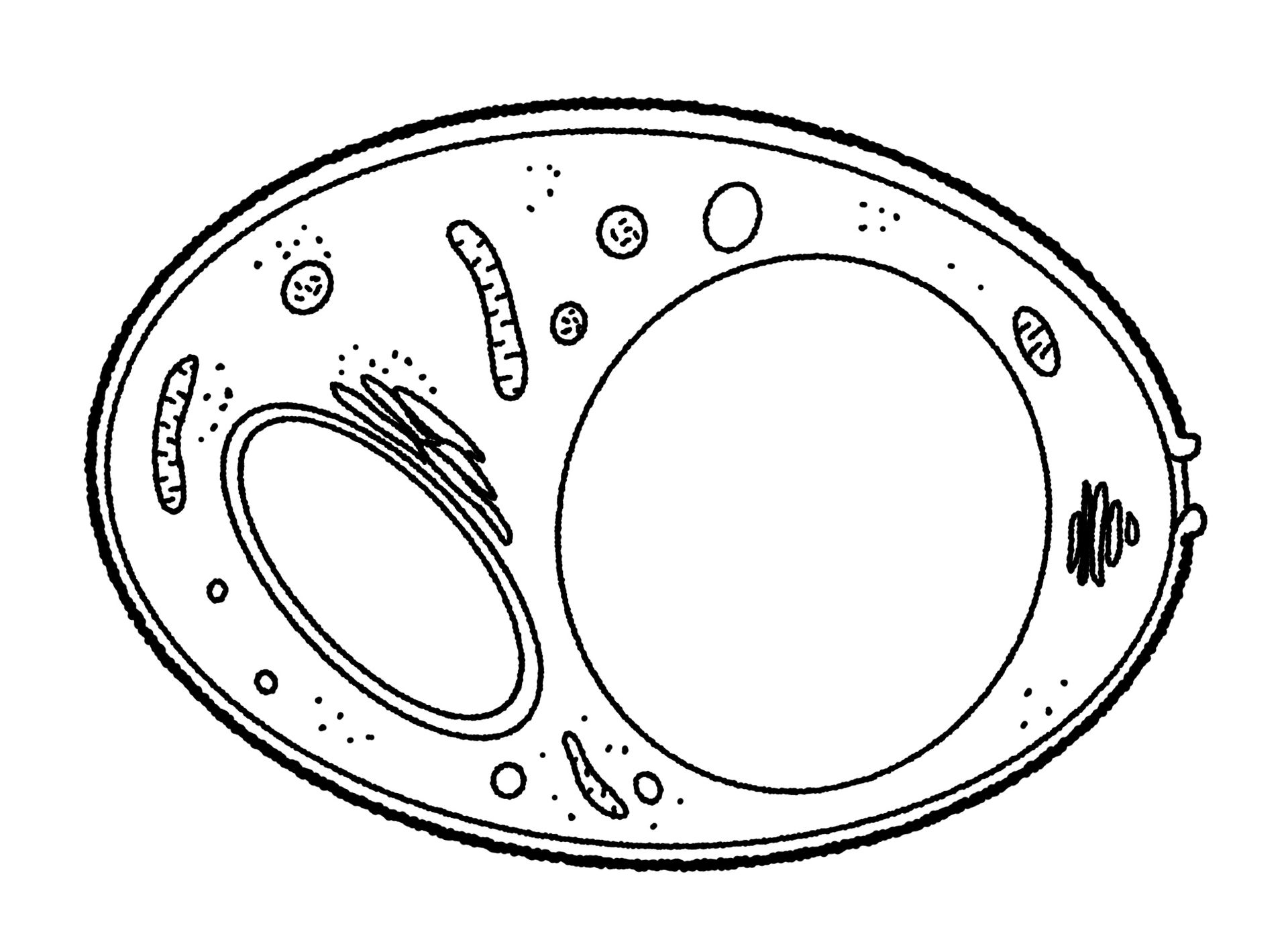 A simplified diagram of a typical yeast cell showing cell membr…