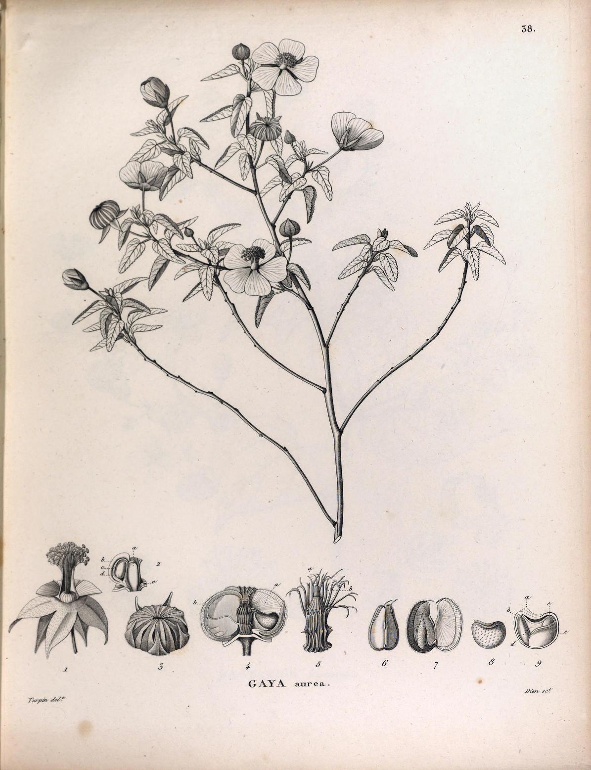 Illustration of Gaya aurea by F. Turpin