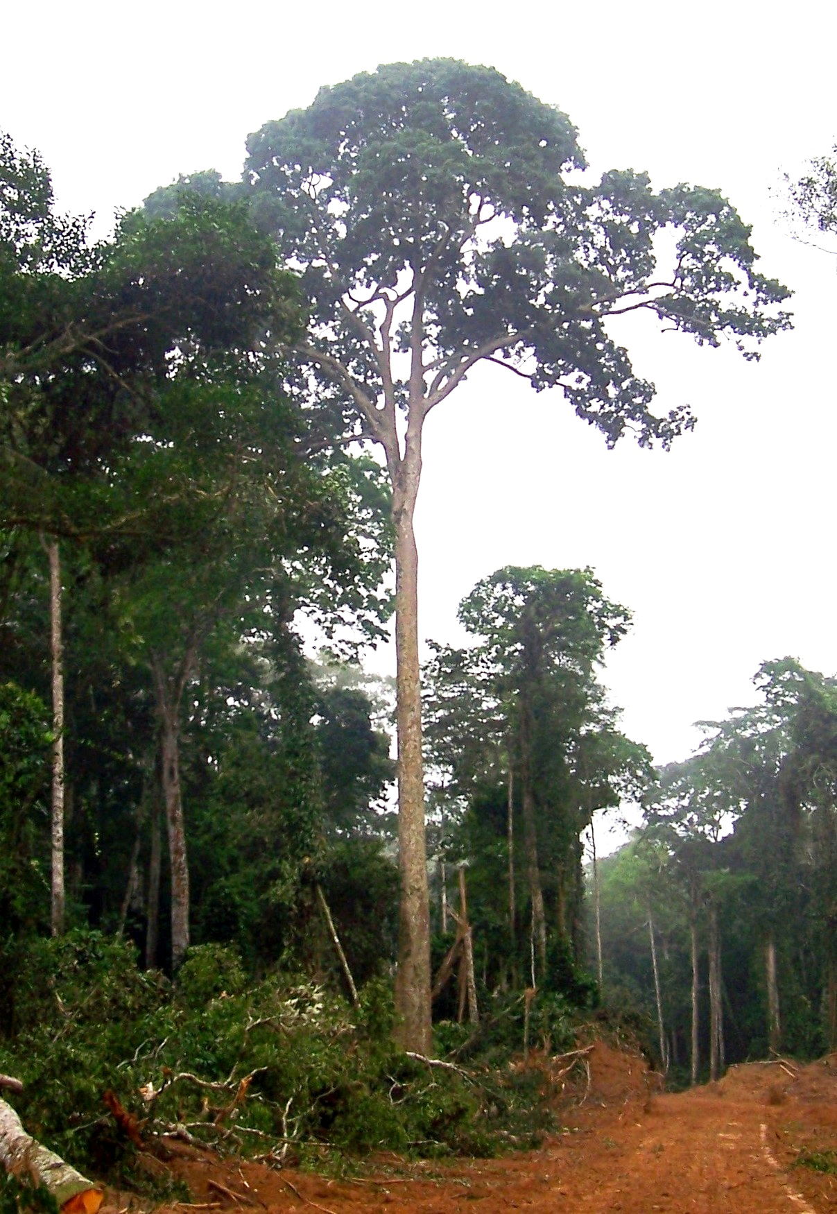 Entandrophragma cylindricum — Sapele Tree.
Pokola, Congo-Braz…