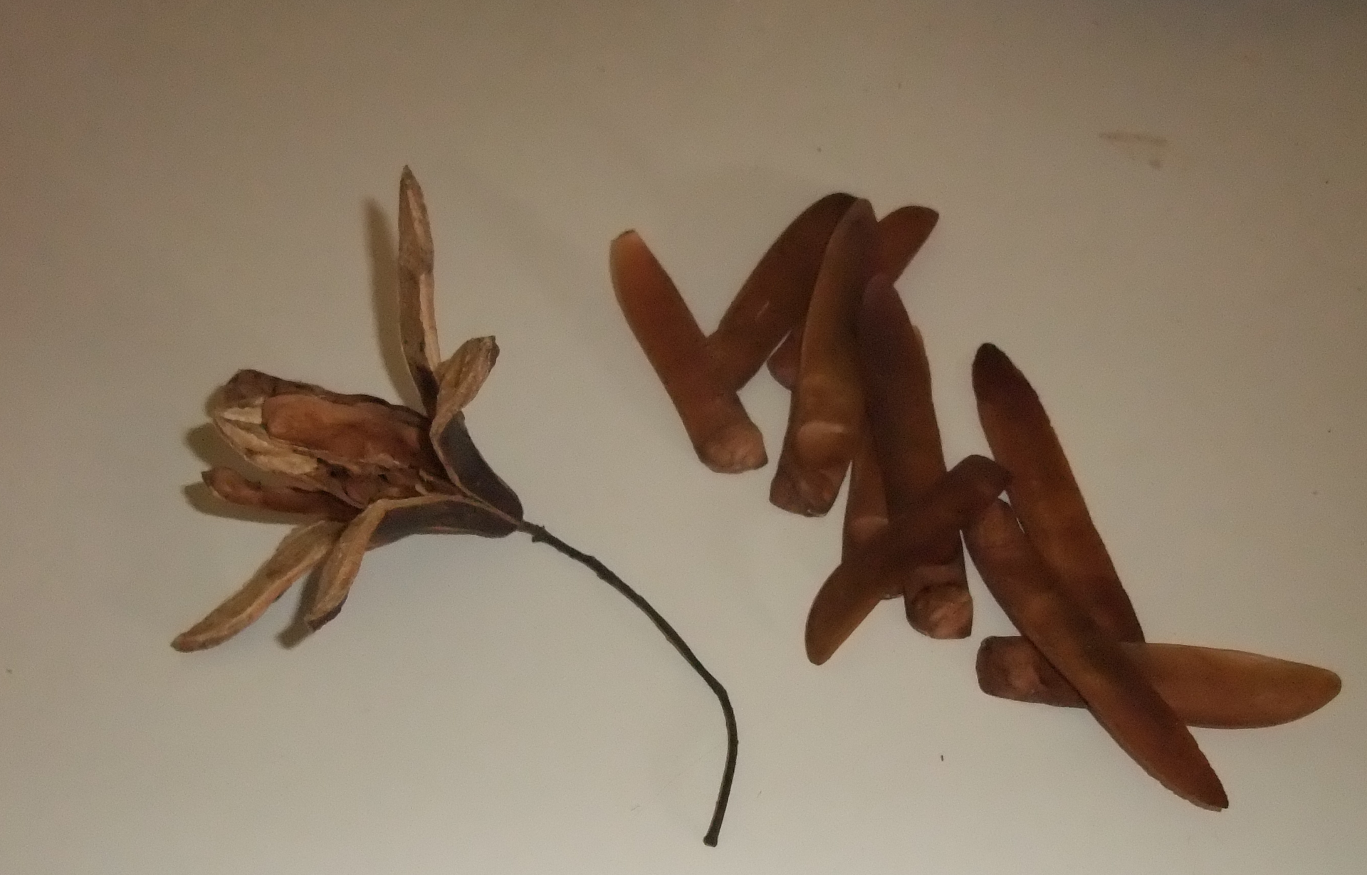 Fruit et graines de Sapelli