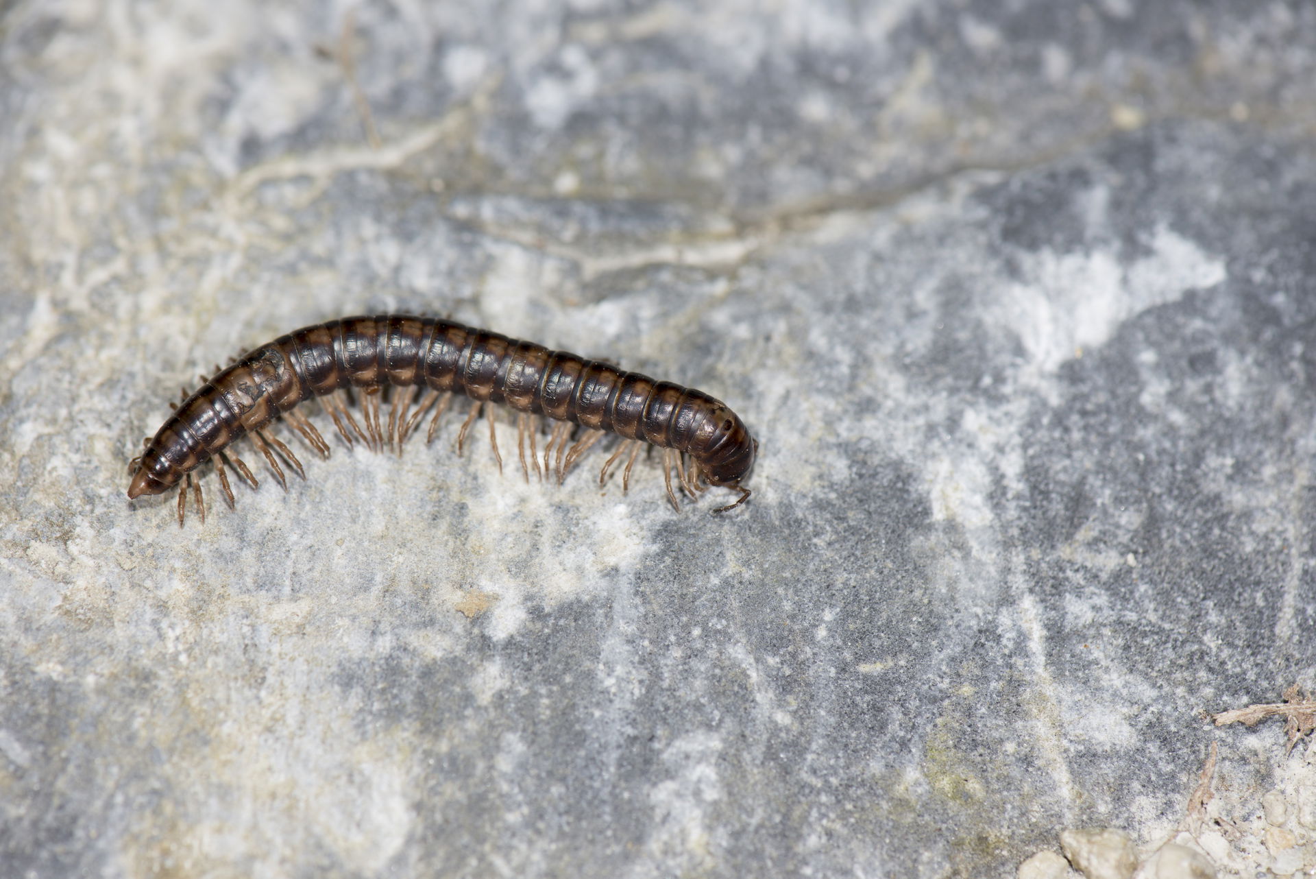Millipede: Hualien County, Xiulin Township