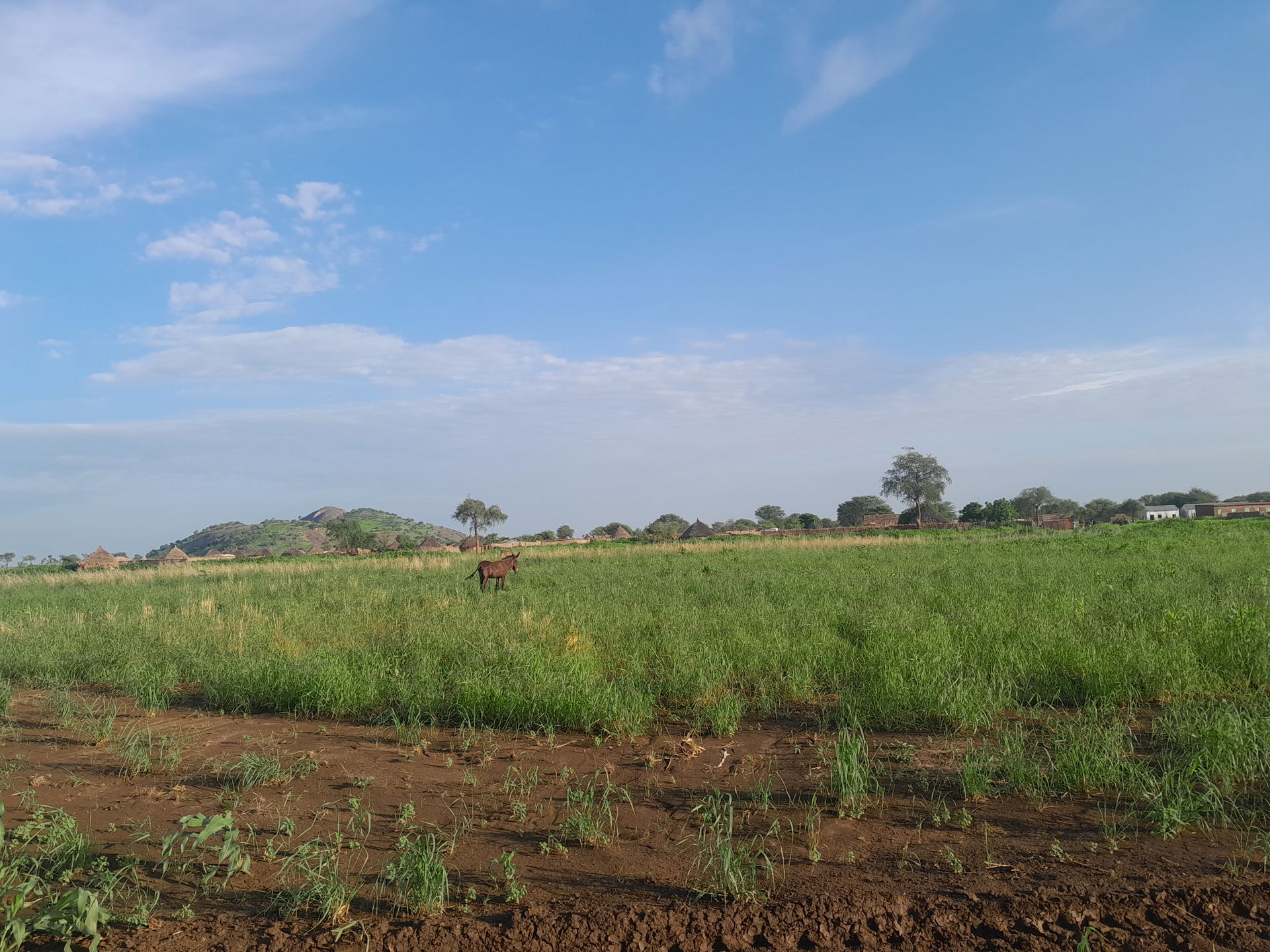 Agricultural area in Al Gadreef state, Sudan