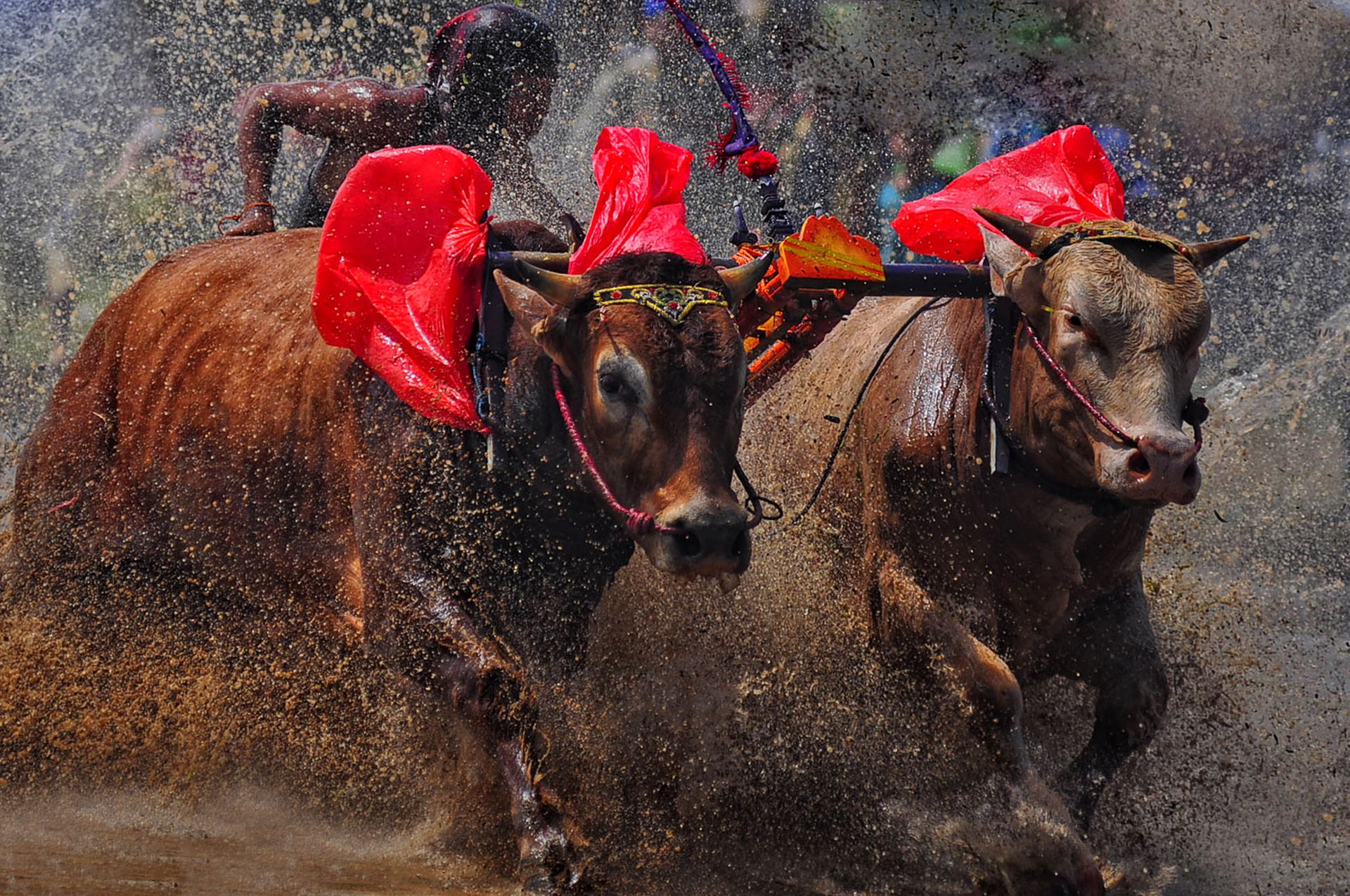 The Brujul Cow Karapan is an entertainment for Probolinggo resi…
