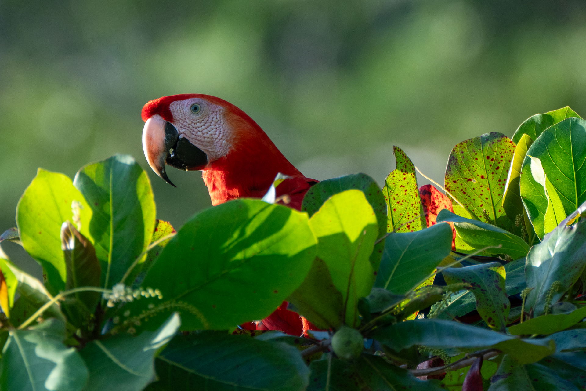 Scarlet Macaws at Uvita Beach, Costa Rica