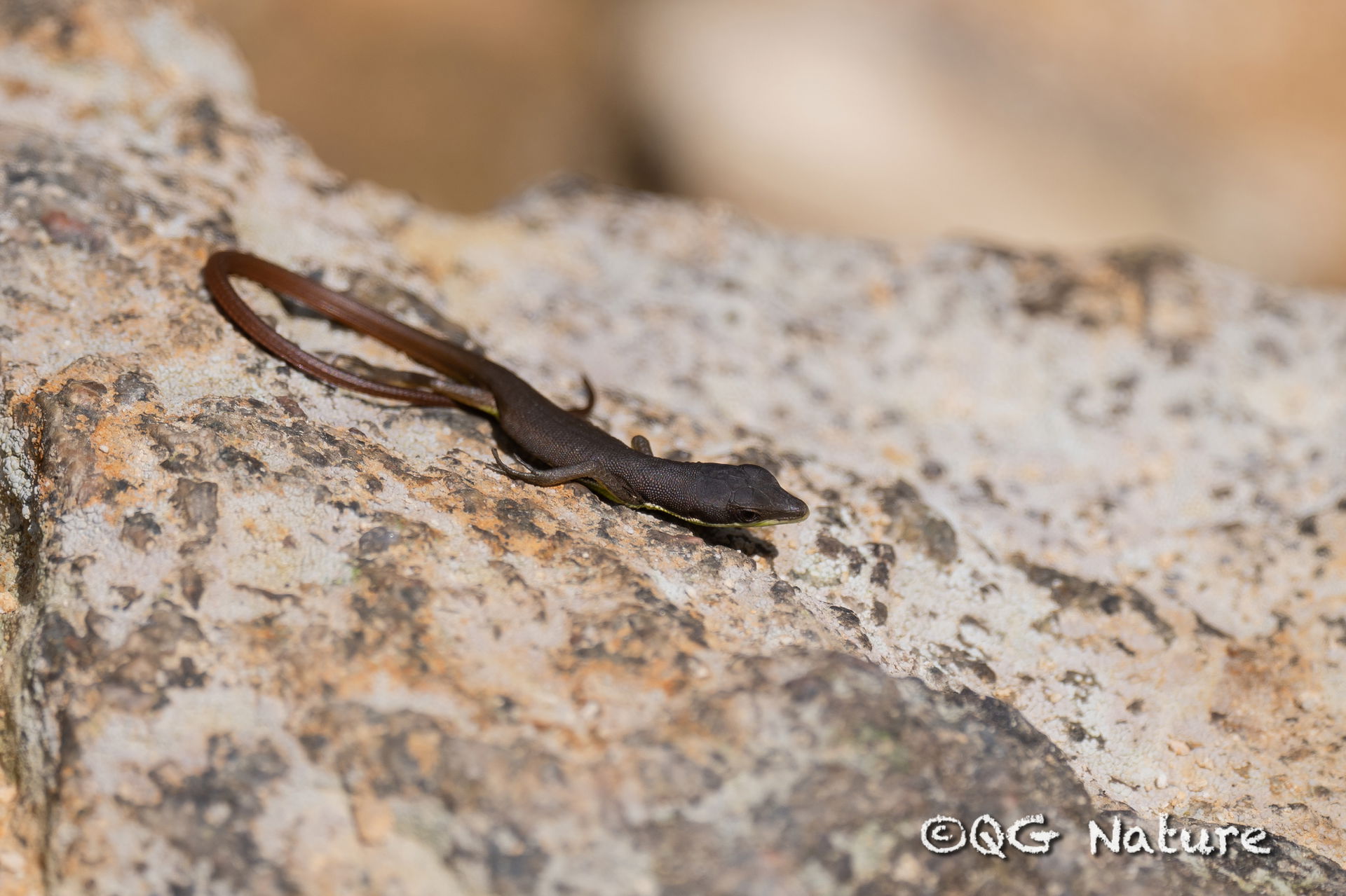 Chung-an Ground Lizard (Takydromus sylvaticus)