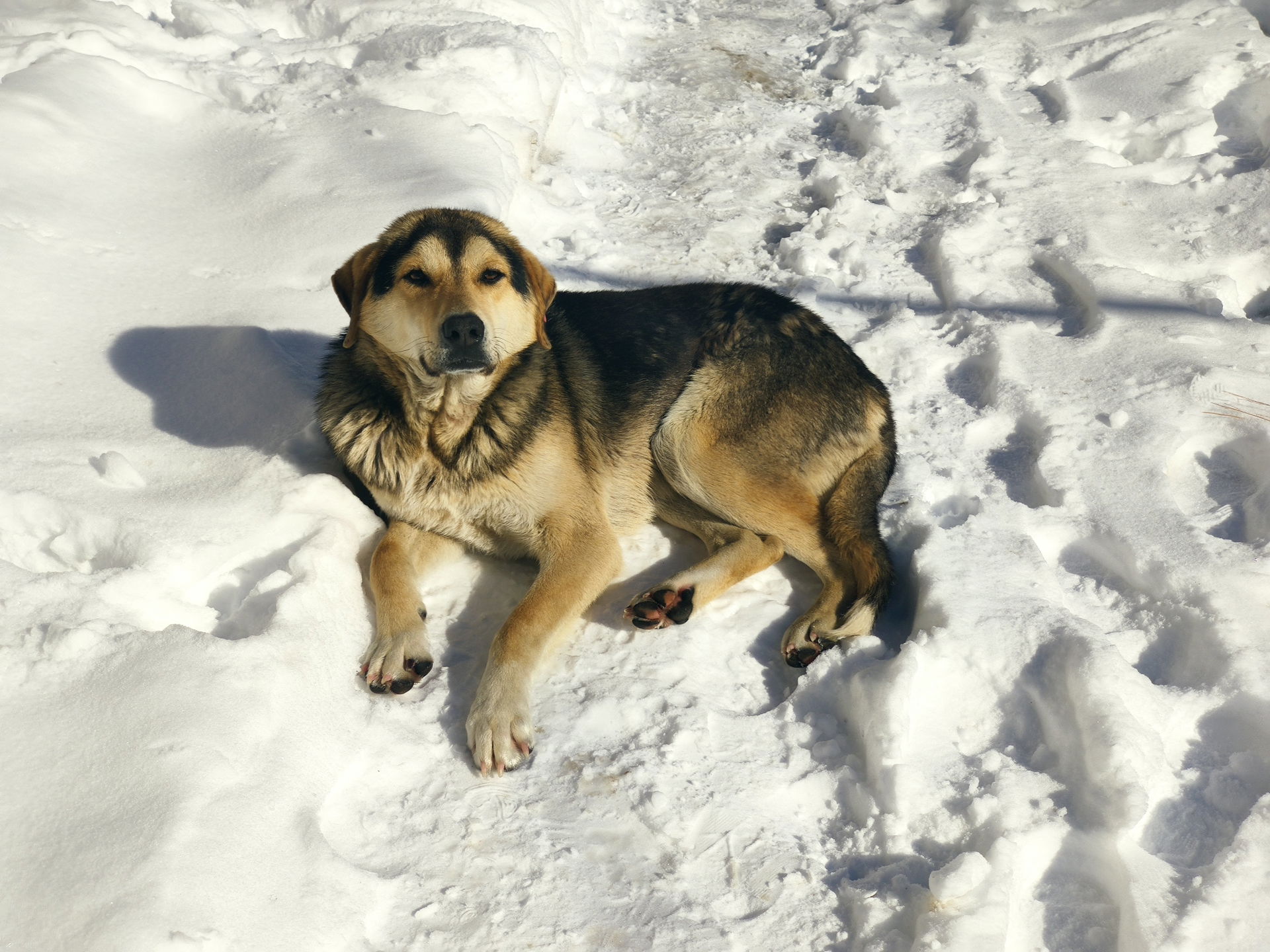 Dogs of Dmanisi
