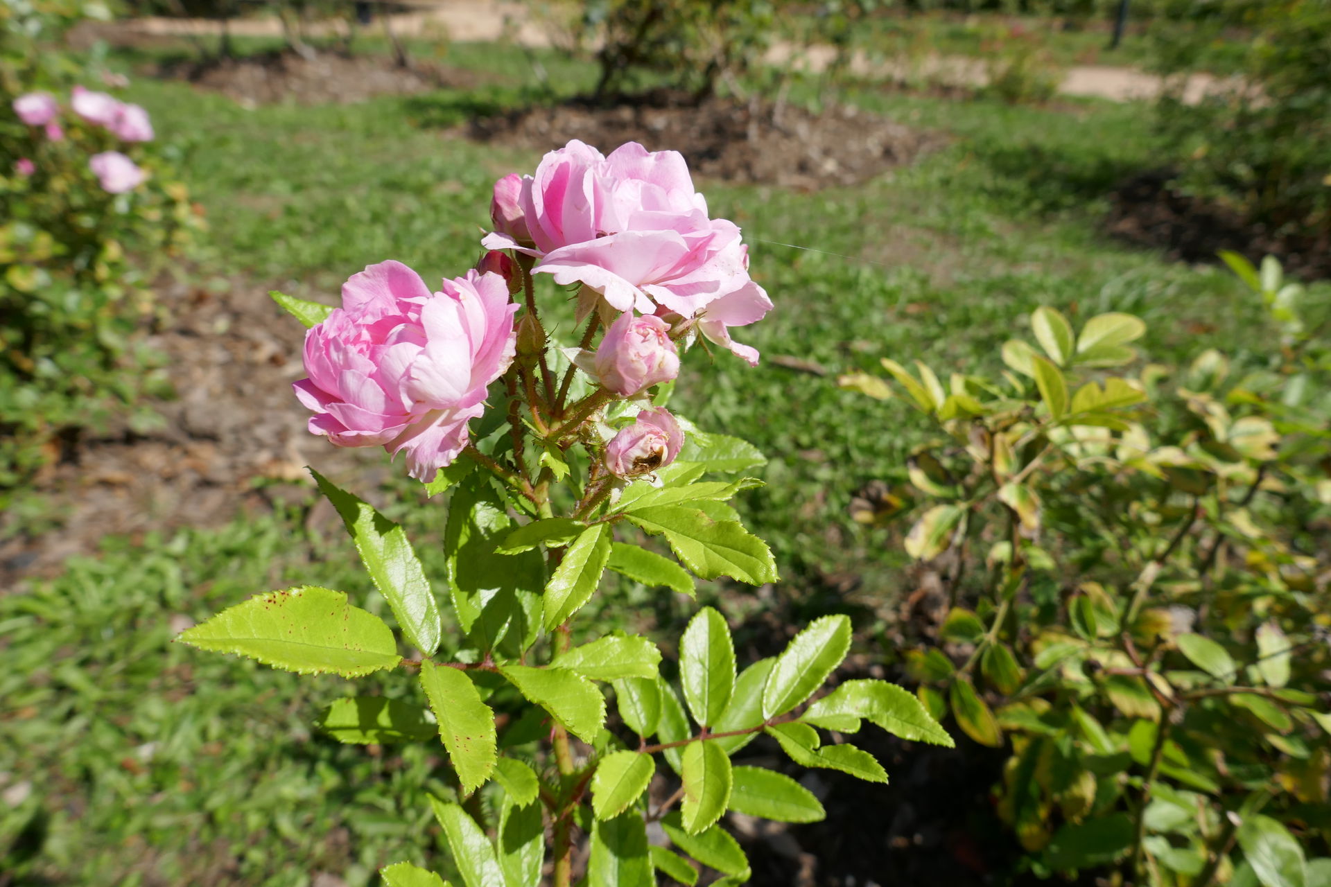 Rosa 'Maman Turbat' (Turbat, 1911) flowering in the Roseraie Je…