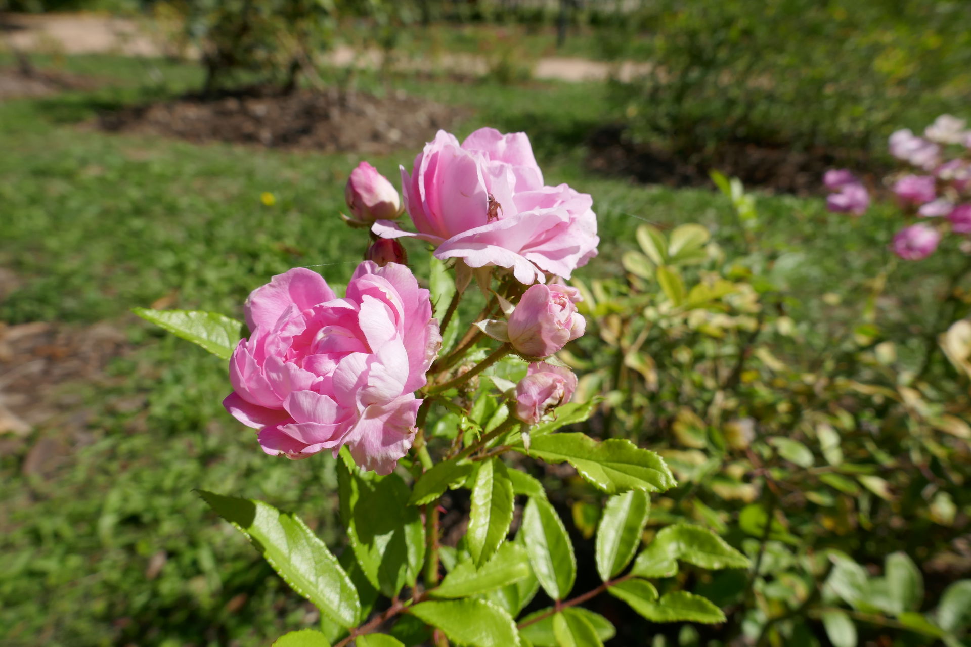 Rosa 'Maman Turbat' (Turbat, 1911) flowering in the Roseraie Je…
