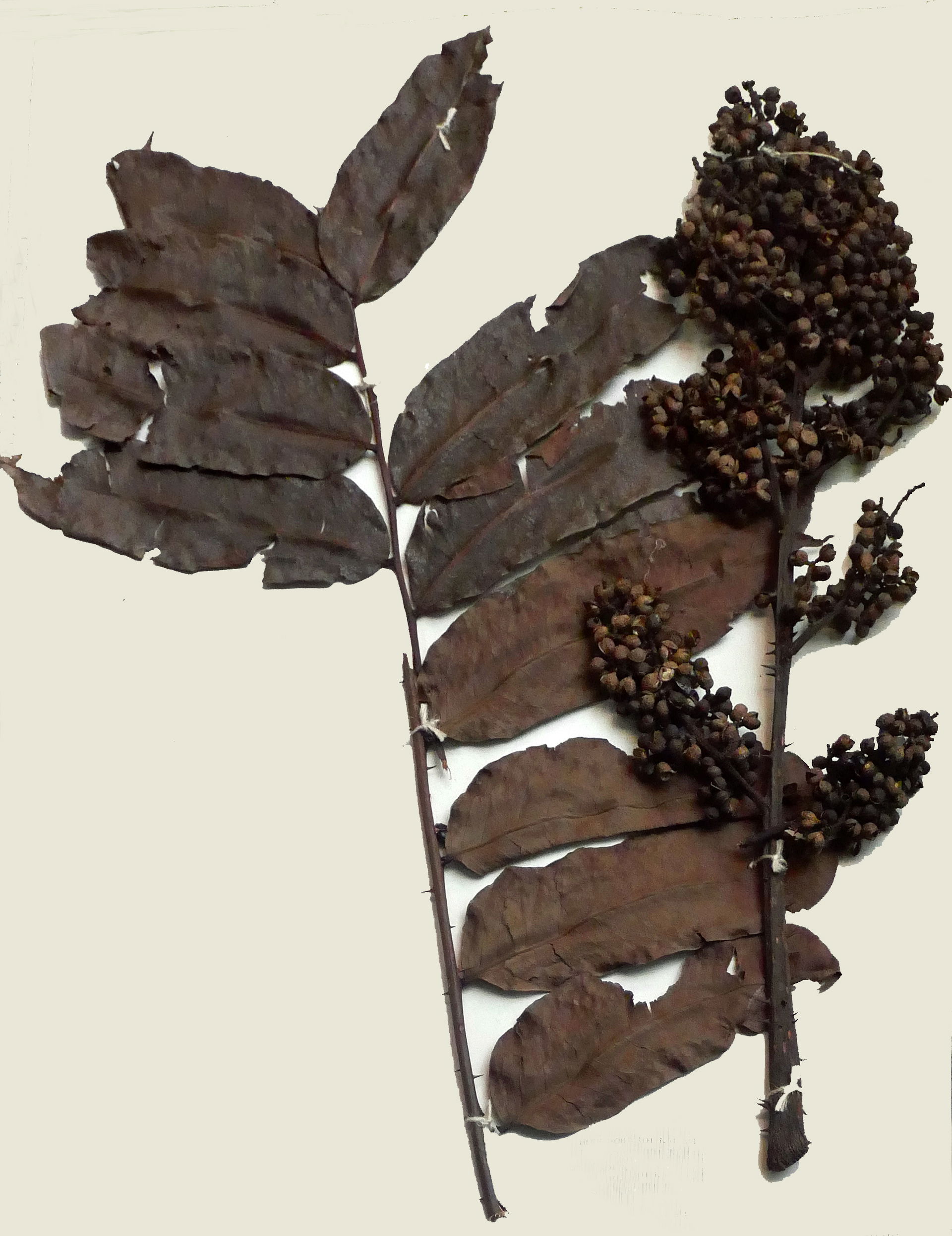 Zanthoxylum gilletii à l'Africa Museum de Tervuren (Belgique).
…