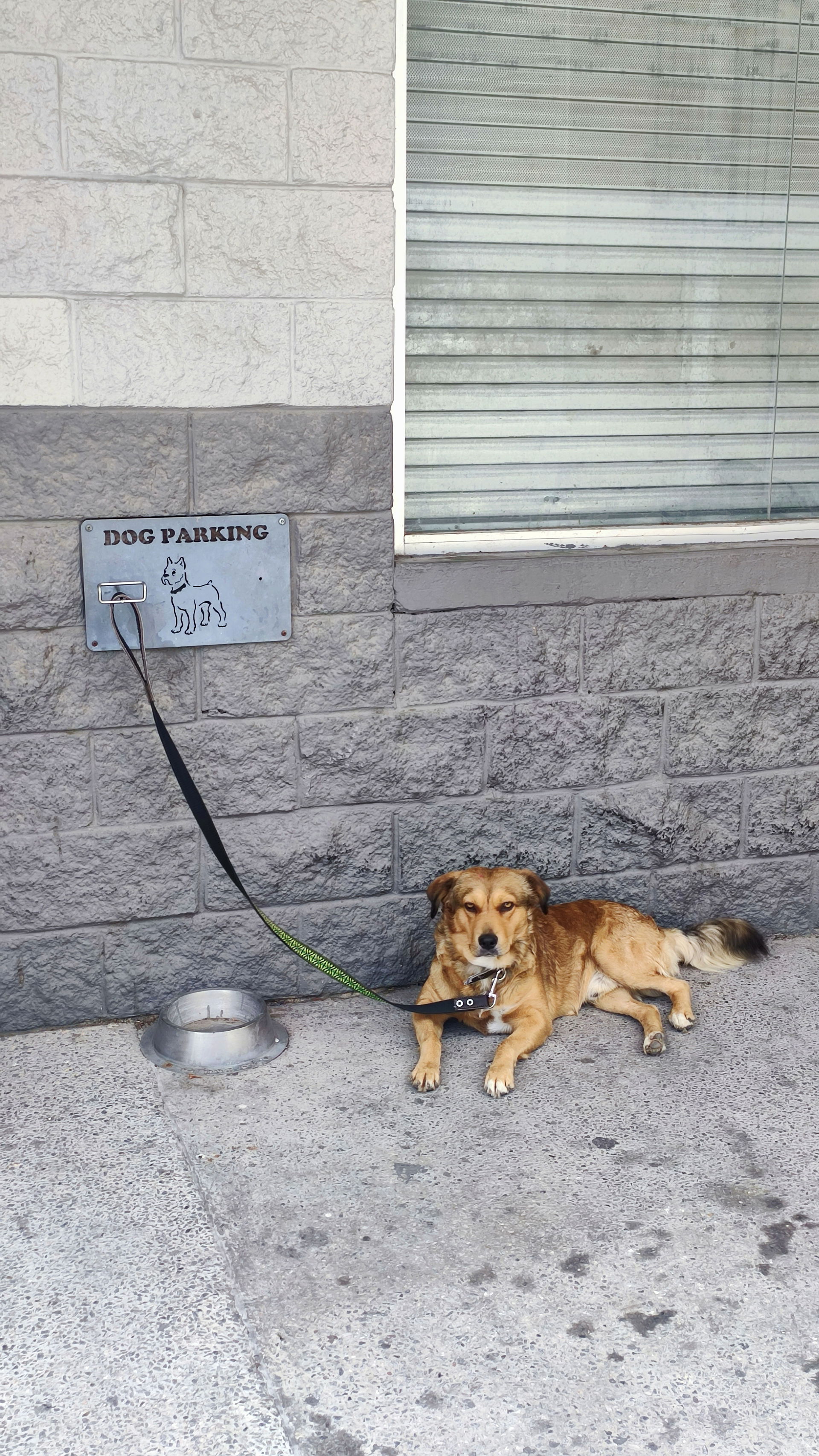 Dog Parking, un espacio para dejar a los perritos mientras sus …