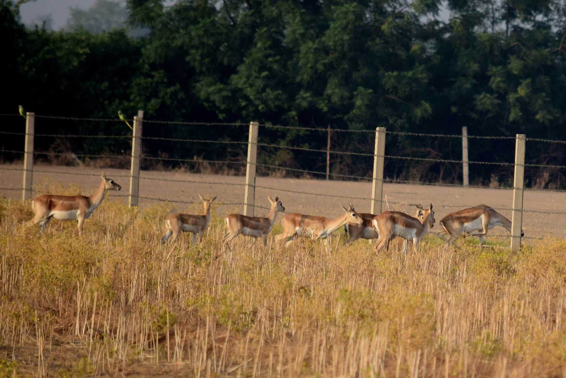 This image is clicked in Asia's Largest Open Sanctuary at Aboha…