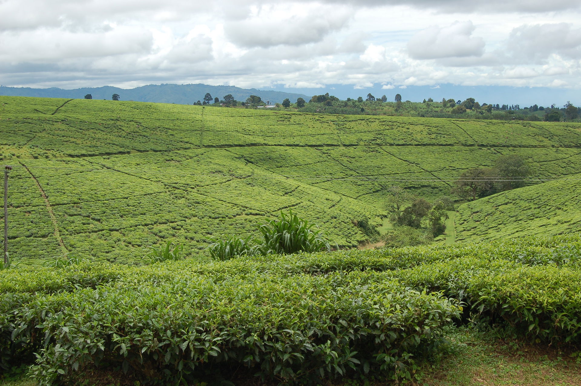 Tea fields at Tukuyu town, elevation of around 5,000 ft (1,500 …