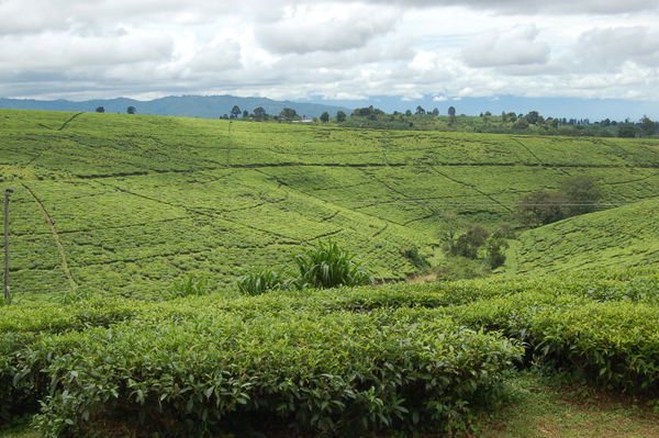 Tukuyu