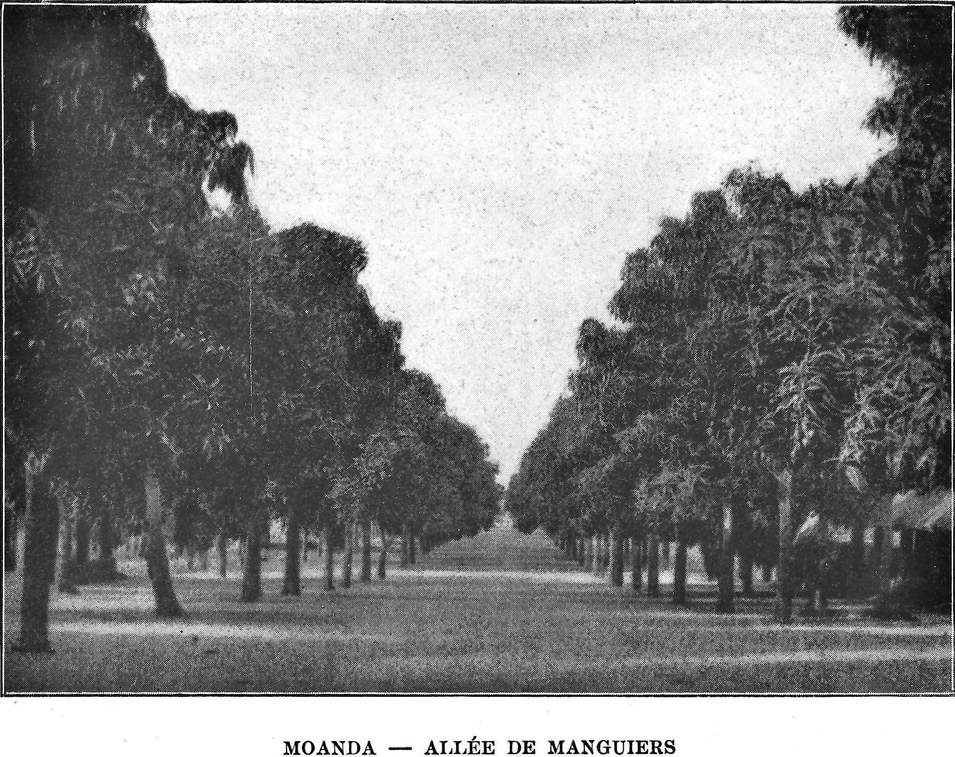 Allée de Manguiers a Moanda