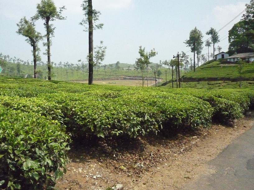 View of a Club Ground in Valparai
